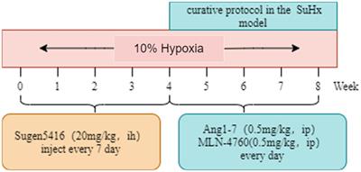 Effects of the ACE2-Ang-(1-7)-Mas axis on gut flora diversity and intestinal metabolites in SuHx mice